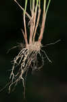 Great plains flatsedge